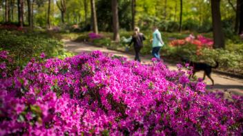 Beginn der Blütezeit im Rhododenron-Park Bremen