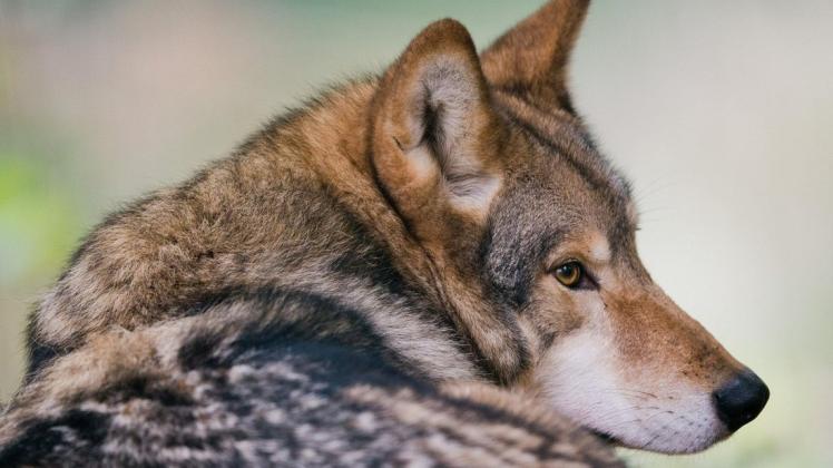 Der letzte bekanntgewordene und nachgewiesene Nutztierriss durch einen Wolf im nördlichen Nordfriesland lag schon eine Weile zurück.