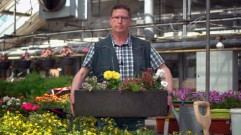 Wie Blumen im Balkonkasten lange schön aussehen, zeigt Gärtnermeister in unsere Video-Serie.