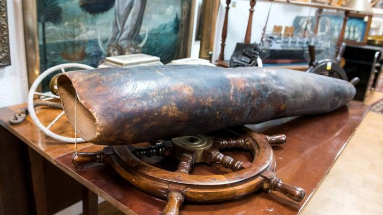 Die rund 1,50 Meter lange Spitze eines Walpenis aus der „Övelgönner Seekiste" liegt im Auktionshaus Kendzia.