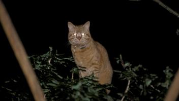 Domestic Cat Felis _ Out hunting at night with collar and name disc S (FLPA/David T Grewcock)