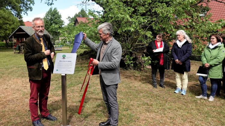 Die Gülitzer Flatterulme ist nunmehr ein Nationalerbe-Baum. Prof. Andreas Roloff (l.) und Pfarrer Klaus Dieter Hanack enthüllen die Erinnerungstafel.