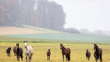 ARCHIV - Pferde stehen bei trübem Wetter auf einer Wiese im Landkreis Hameln-Pyrmont. Foto: Moritz Frankenberg/dpa/Archivbild