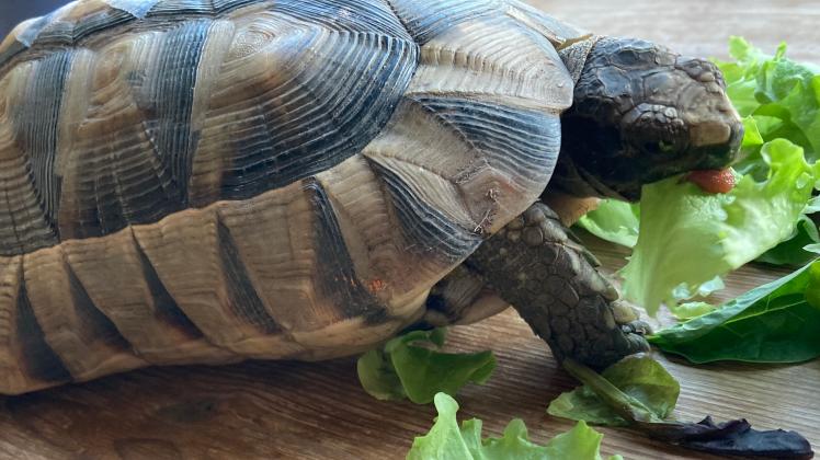 Eine Maurische Landschildkröte.