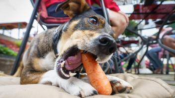 ARCHIV - Manche Hunde bekommen auch mal eine Karotte. Manche ernähren sich sogar nur von Pflanzen. Foto: Frank Rumpenhorst/dpa - Nutzung nur nach vertraglicher Vereinbarung ACHTUNG: Dieses Foto hat dpa bereits im Bildfunk gesendet.
