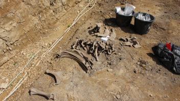 Knochen Pferd Archäologische Ausgrabungen Laage