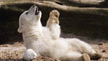 Der 4 5 Monate alte Eisbärjunge Knut wird am Freitag 23 03 2007 im Berliner Zoo zum ersten Mal mit