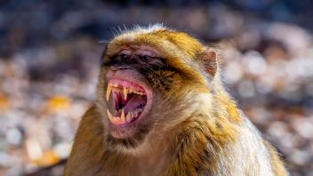 November 8, 2021, Azrou, Ifrane, USA: Macaque apes family living in cedar woods near Azrou in Morocco Azrou USA - ZUMAa1