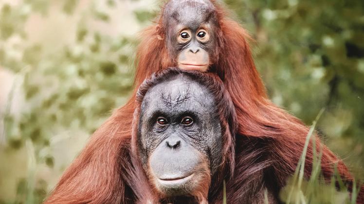 Orang-Utan-Weibchen Miri mit Tochter Mayang aus dem Rostocker Zoo zieren das Foto des Jahres 2021.