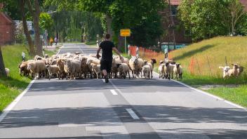 Hunderte Schafe überqueren die Bundestraße 195  bei Bandekow. 