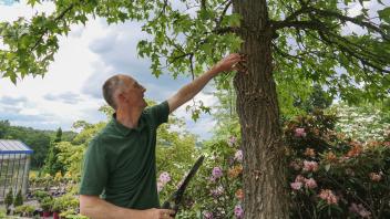 Gartenbautechniker Jürgen Mischok inspiziert einen nordamerikanischen Amberbaum.