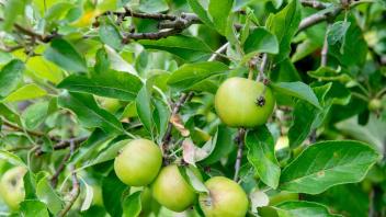 ARCHIV - Damit Äpfel gut ausreifen können, sollten nicht zu viele Früchte am Baum sein. Deswegen dünnen viele Bäume im Laufe des Juni ihren Bestand aus. Foto: Zacharie Scheurer/dpa-tmn/Archivbild