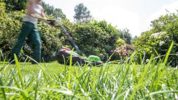 No Mow May: Warum man im Mai den Rasen wachsen lassen sollte