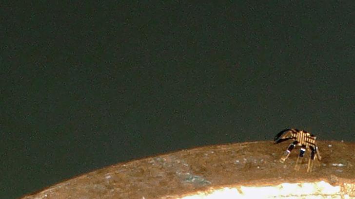 HANDOUT - Der ferngesteuerte Roboter sieht aus wie eine Mini-Krabbe. Foto: Northwestern University/Eureka/dpa - ACHTUNG: Nur für Bezieher des Dienstes dpa-Nachrichten für Kinder und mit vollständiger Nennung des vorstehenden Credits ACHTUNG: Dieses Foto hat dpa bereits im Bildfunk gesendet.
