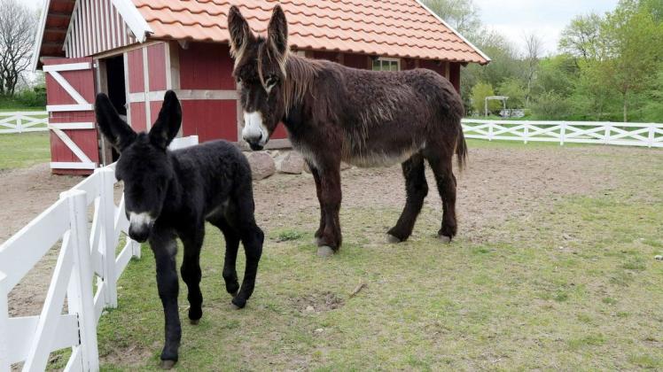 Der Tierpark Arche Warder hält gefährdete Haustierrassen. Unter anderem werden dort auch Poitou-Esel gezüchtet. Neun Tiere umfasst der Bestand. Derzeit wird im Zoo investiert. Für rund 2,4 Millionen Euro wird neues Besucherzentrum gebaut.