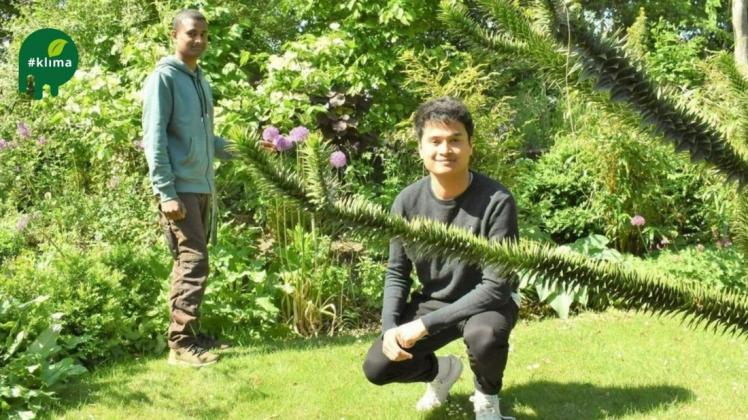 Die Brüder Markus (links) und Lukas Bartels haben in ihrem Garten bereits ein buntes Potpourri an Pflanzen, zum Beispiel eine Andentanne (im Vordergrund) oder die blühende Zierlauchart Alium.