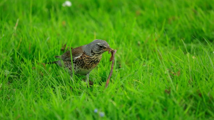 Singdrossel mit Regenwurm bei Brahlstorf