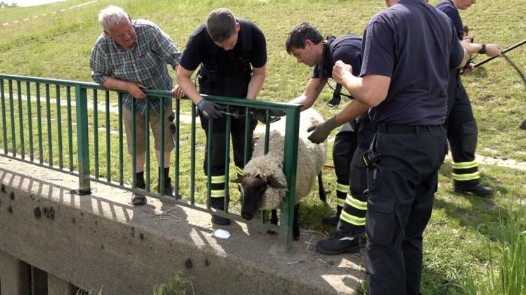 Aus einer hilflosen Lage wurde dieses Schaf in Hamburg gerettet.