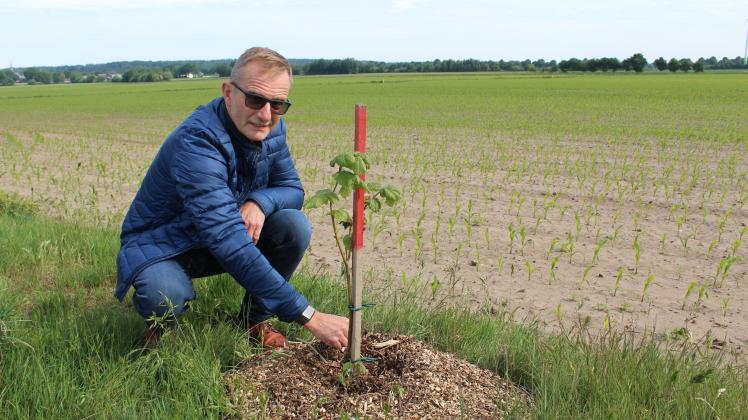 Willi Rensen pflanzt Bäume in Esterwegen - doch diese werden zerstört