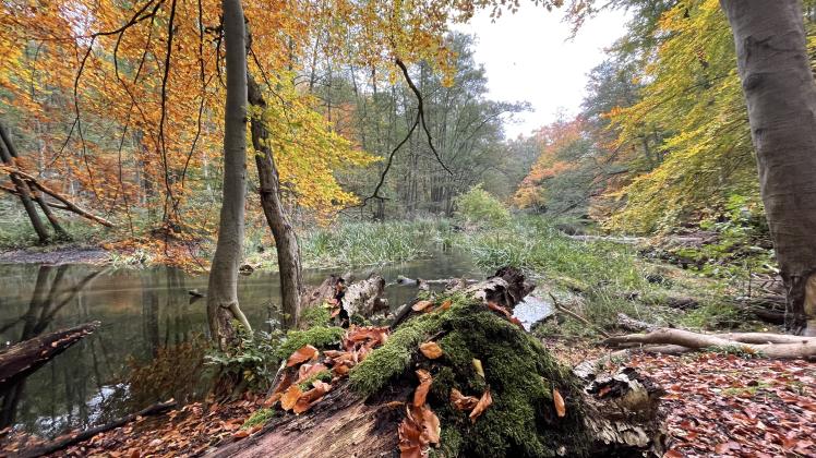 Die Natur im Forst bei Basthorst ist zu jeder Zeit schön. Doch wie geht es dem Wald? Jetzt soll eine Initiative einiges am Waldbau ändern. 