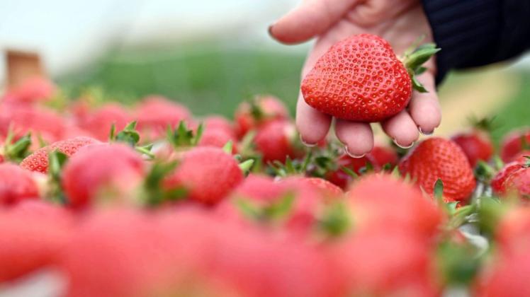 Auch in nördlichen Gefilden werden sie jetzt reif: Erdbeeren