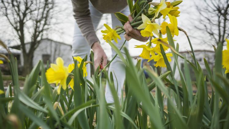 Germany Zons woman picking yellow daffodils PUBLICATIONxINxGERxSUIxAUTxHUNxONLY RIBF000013