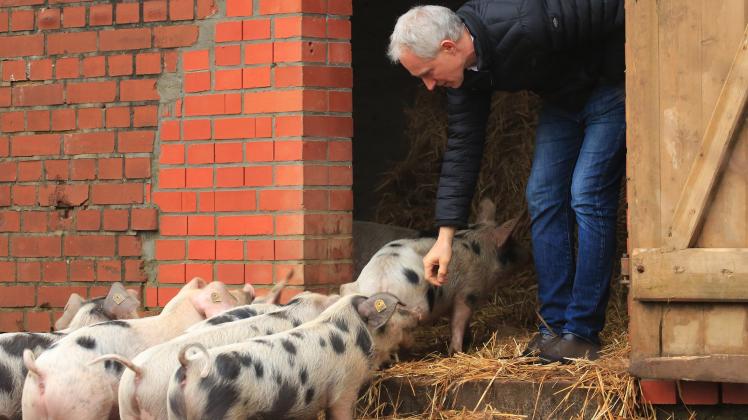 Die Bentheimer Schweine werden zum 9. Arche -Tag in Rettmer auf dem Hof an den Teichen sehr präsent sein.