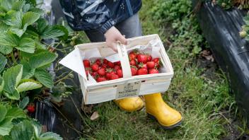 Erste Erdbeerfelder für Selbstpflücker geöffnet