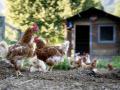 Von Auslauf bis Stall: So geht Hühnerhaltung im eigenen Garten