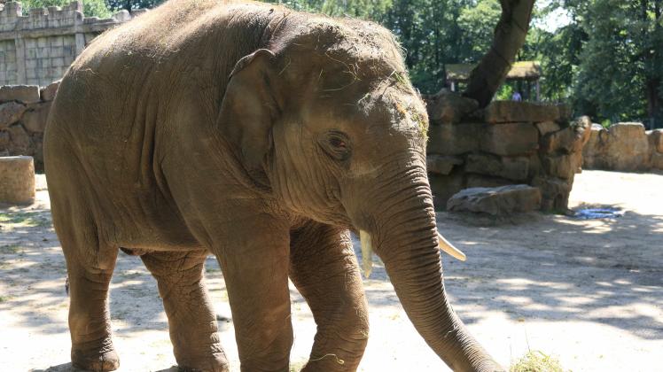 Minh-Tan, der Elefant aus dem Osnabrücker Zoo, ist lebensbedrohlich erkrankt. 