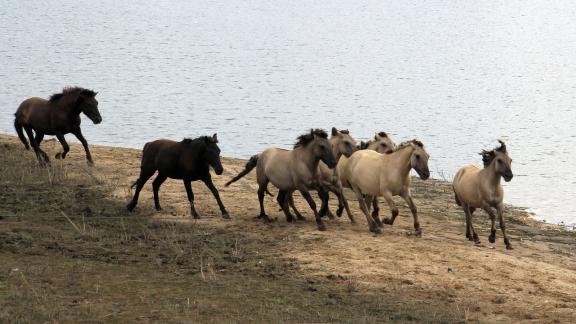 ARCHIV - Im Galopp: Die Konik-Pferde gehen in dem Naturschutzgebiet ihre eigenen Wege. Foto: Bernd F. Meier/dpa-tmn ARCHIV - Im Galopp: Die Konik-Pferde gehen in dem Naturschutzgebiet ihre eigenen Wege. Foto: Bernd F. Meier/dpa-tmn