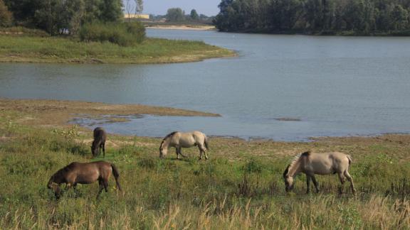 ARCHIV - Etwa 150 Konik-Wildpferde streifen durch das Millingerwaard. Foto: Bernd F. Meier/dpa-tmn ARCHIV - Etwa 150 Konik-Wildpferde streifen durch das Millingerwaard. Foto: Bernd F. Meier/dpa-tmn