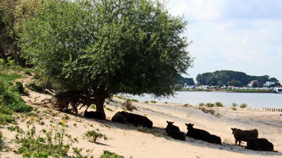 ARCHIV - Galloway-Rinder haben sich am Waal-Ufer ein schattiges Plätzchen gesucht. Foto: Bernd F. Meier/dpa-tmn ARCHIV - Galloway-Rinder haben sich am Waal-Ufer ein schattiges Plätzchen gesucht. Foto: Bernd F. Meier/dpa-tmn