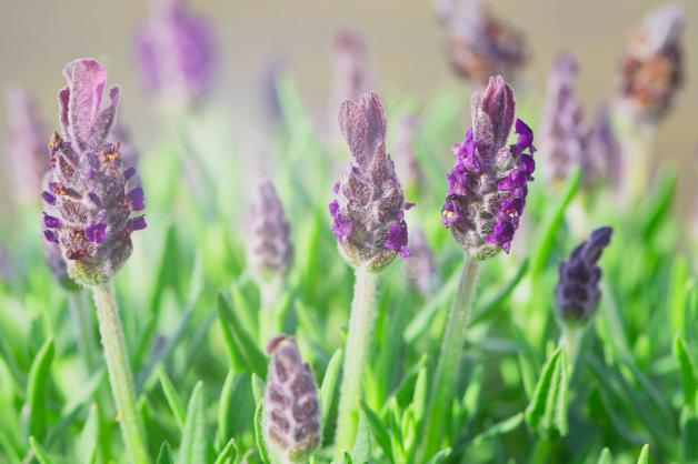 Lavendel riecht für den Menschen angenehm - viele Insekten schreckt er ab. 