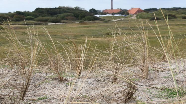 ARCHIV - Strandhafer wächst auf einer Schutzdüne im Osten der Insel Norderney. Foto: Volker Bartels/dpa/Archivbild