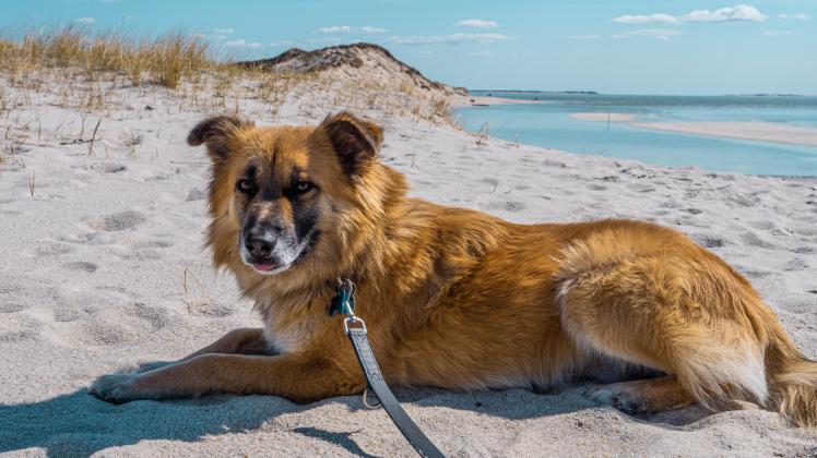døråbning prosa Stuepige Darauf sollten Hundebesitzer im Urlaub auf Sylt achten | SHZ