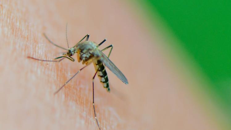 ARCHIV - Mückenart Aedes vexans: Viele Mückenarten haben derzeit ideale Brutbedingungen. Foto: Patrick Pleul/dpa-Zentralbild/dpa