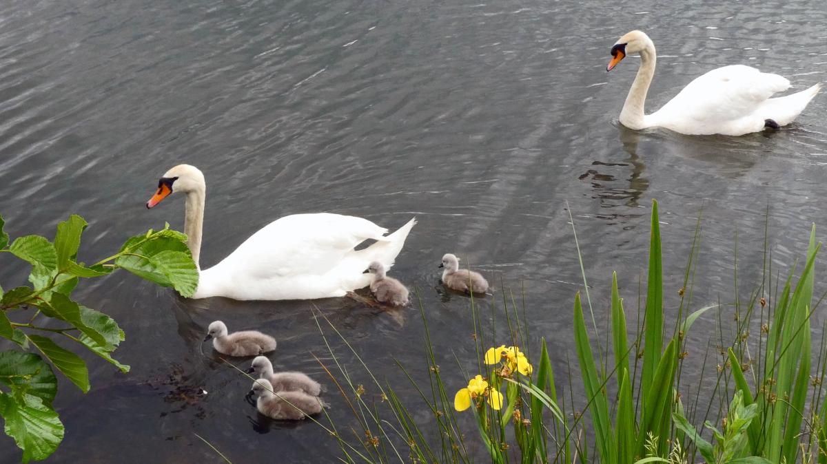 Schwäne auf dem Hasesee in Bramsche haben wieder Nachwuchs