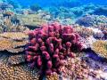 Normalerweise beeindrucken Korallen durch die Farbe. Bei Stress bleichen sie aus. Foto: ---/Great Barrier Reef Foundation/dpa