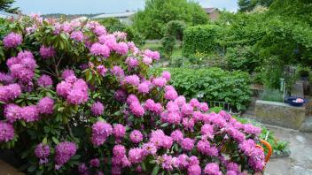 Den einen oder anderen Rhododendron findet man auch nach der Umgestaltung noch im Garten von Leni Warnke.
