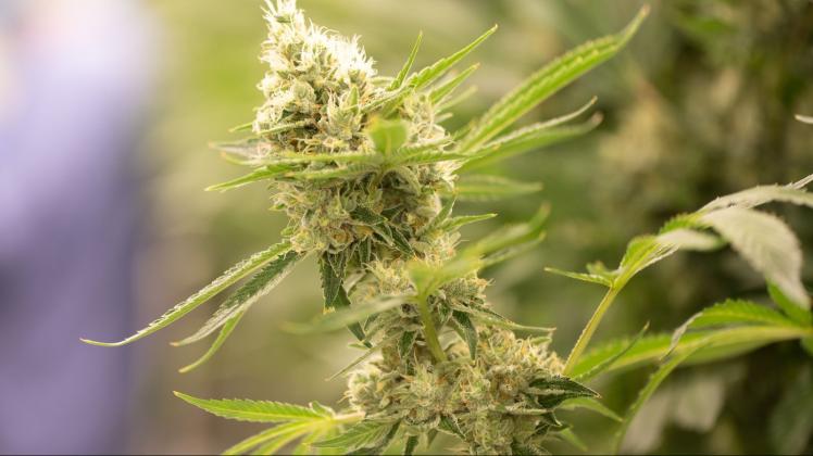 PRODUKTION - Eine Cannabispflanze blüht. Foto: Sebastian Kahnert/dpa-Zentralbild/dpa/Symbolbild