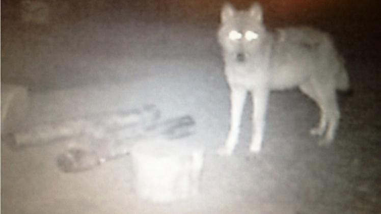 Bisher der einzige Nachweis eines Wolfes im Emsland: Video vom März 2013. 