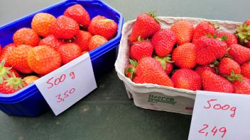 Erdbeeren satt: Das derzeitige Überangebot sorgt für sinkende Preise. 2,50 Euro kosten 500 Gramm der Früchte derzeit im Supermarkt, 3,50 Euro frisch vom emsländischen Erdbeerhof. 