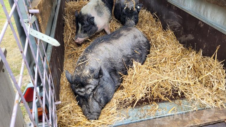 Schweine für Streichelzoo in Pritzwalk