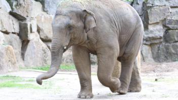 Elefant Minh-Tan im Zoo Osnabrück (9. Juni 2022)