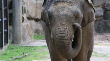 Elefant Minh-Tan im Zoo Osnabrück (9. Juni 2022)