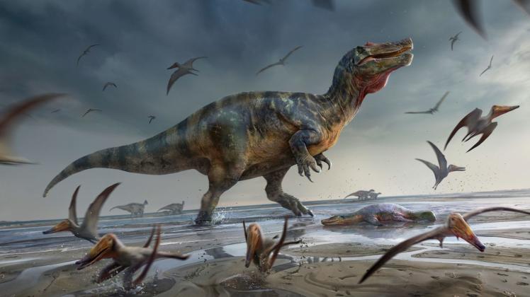 So etwa könnte der Spinosaurier ausgesehen haben, dessen Knochen im Land Großbritannien gefunden wurden. Foto: Artwork: ··Anthony Hutchings/Eurekalert/dpa