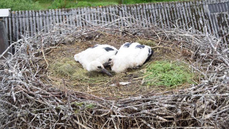 Einmalige Einblicke aus der Vogelperspektive auf das Storchennest Jungstörche im Nest