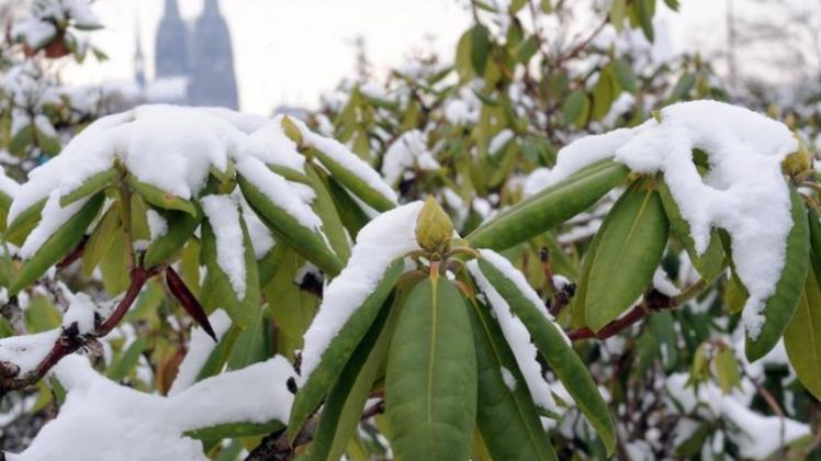 Rhododendron rollt bei Kälte Blätter NOZ