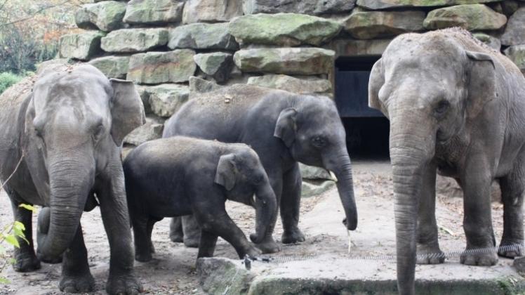 Die asiatische Elefantenfamilie aus Emmen (Niederlande) soll voraussichtlich vor Ostern in Osnabrück ankommen. Das Bild zeigt (von links) Ma Palai, Mong Tine, Ananda und Htoo Yin Aye. 